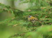 Regulus ignicapilla