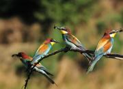 Merops apiaster