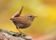 Troglodytes troglodytes