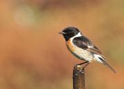 Saxicola rubicola