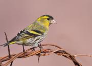 Carduelis spinus
