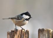 Periparus ater