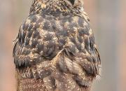 Bubo bubo