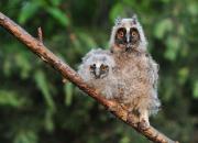 Asio otus