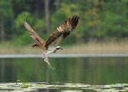 Pandion haliaetus