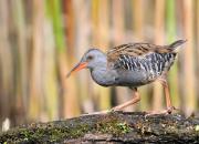 Rallus aquaticus