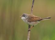 Sylvia communis