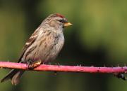 Carduelis flammea