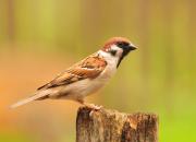 Passer montanus