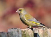 Carduelis chloris