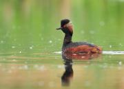 Podiceps nigricollis