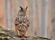 Bubo bubo