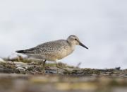 Calidris canutus