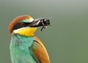 Merops apiaster