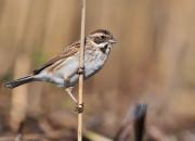 Emberiza schoeniclus