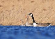 Branta canadensis