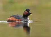 Podiceps nigricollis