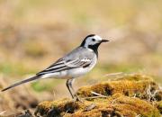 Motacilla alba