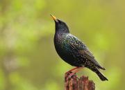 Sturnus vulgaris