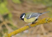 Parus major