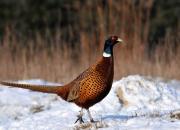 Phasianus colchicus