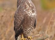 Buteo buteo