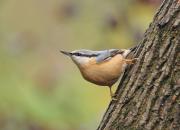 Sitta europaea