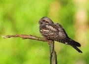 Caprimulgus europaeus