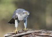 Accipiter gentilis