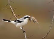 Lanius excubitor