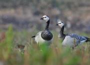Branta leucopsis
