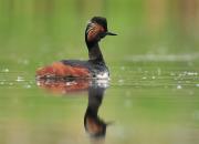 Podiceps nigricollis