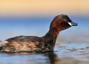 Tachybaptus ruficollis