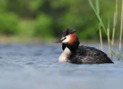 Podiceps cristatus