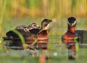 Podiceps grisegena