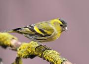 Carduelis spinus