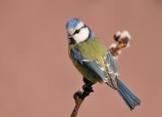 Cyanistes caeruleus