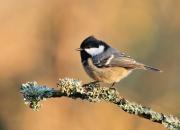 Periparus ater