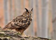 Bubo bubo