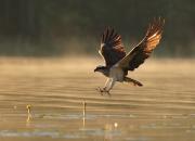 Pandion haliaetus