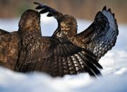 Buteo buteo