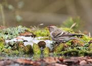 Carduelis flammea