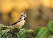Lophophanes cristatus