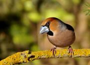 Coccothraustes coccothraustes