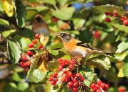 Fringilla montifringilla