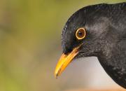 Turdus merula