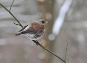 Turdus pilaris