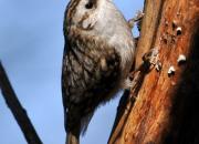Certhia familiaris