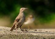 Sturnus vulgaris
