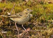 Anthus trivialis